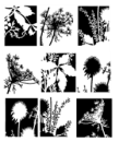 queen ann lace montage