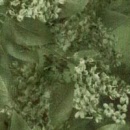 g7318